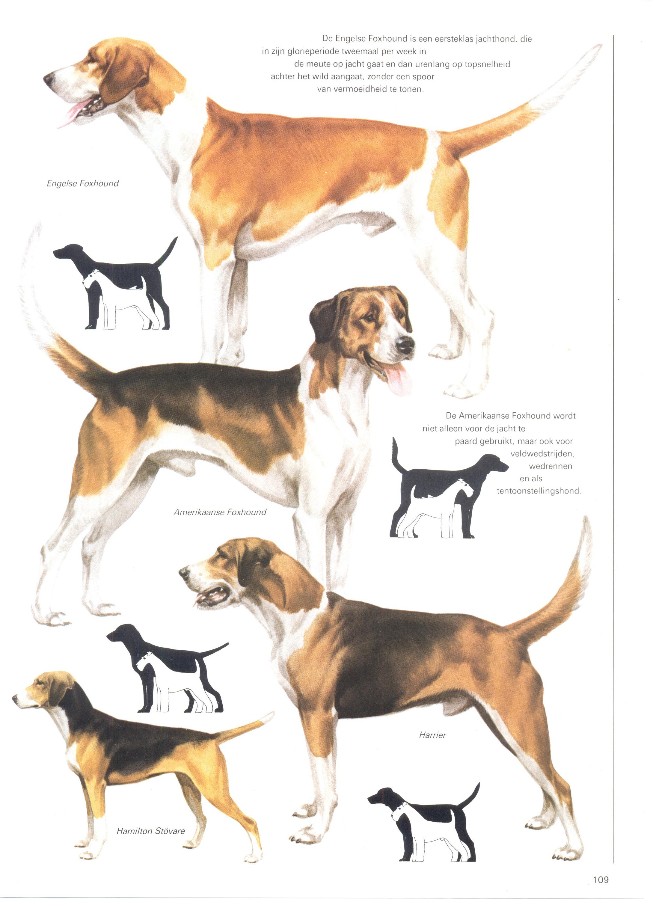 Vintage Dog Print, English Foxhound, American Foxhound