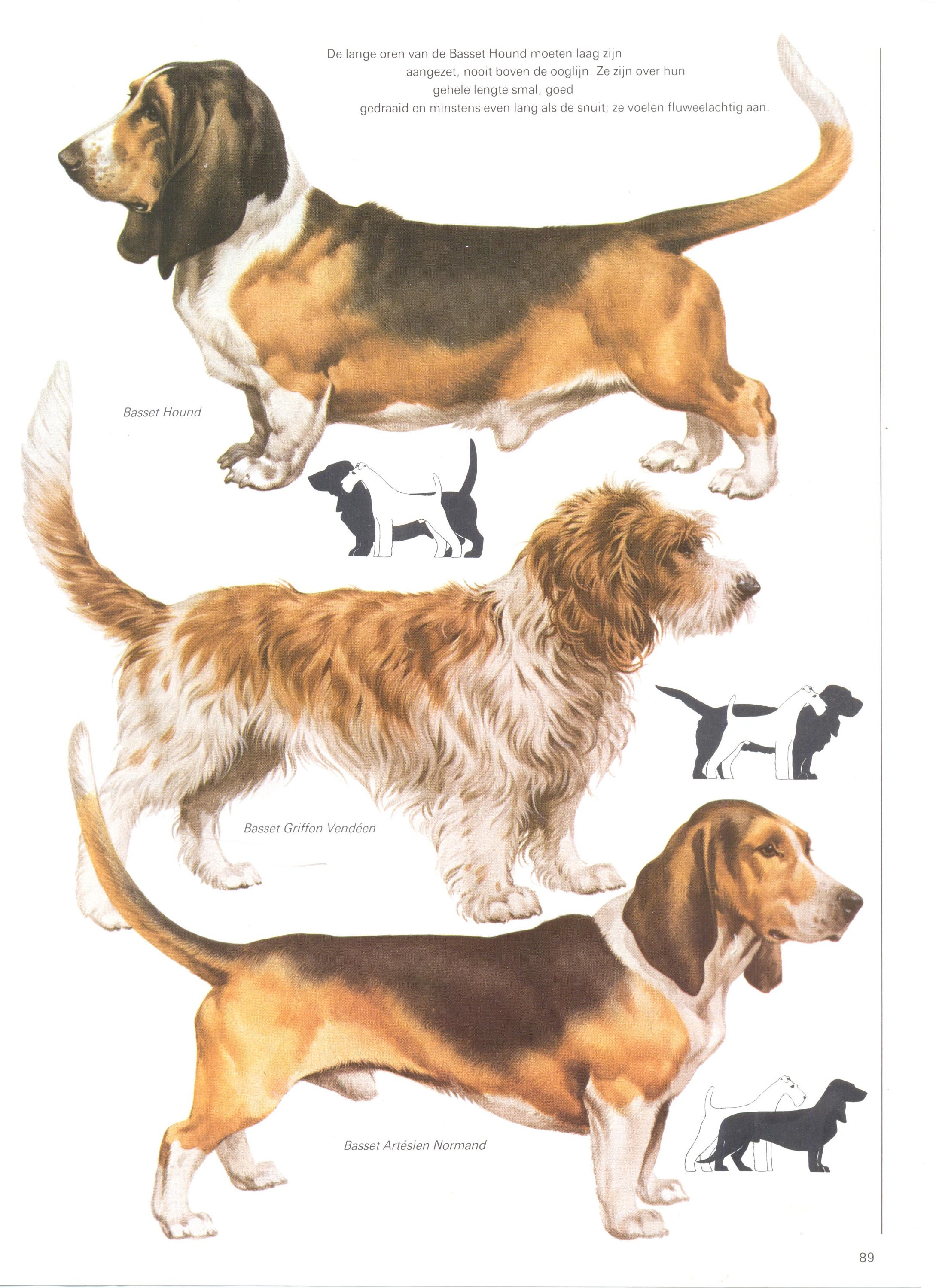 Impression de chien vintage, Basset Hound, Basset Griffon vendéen