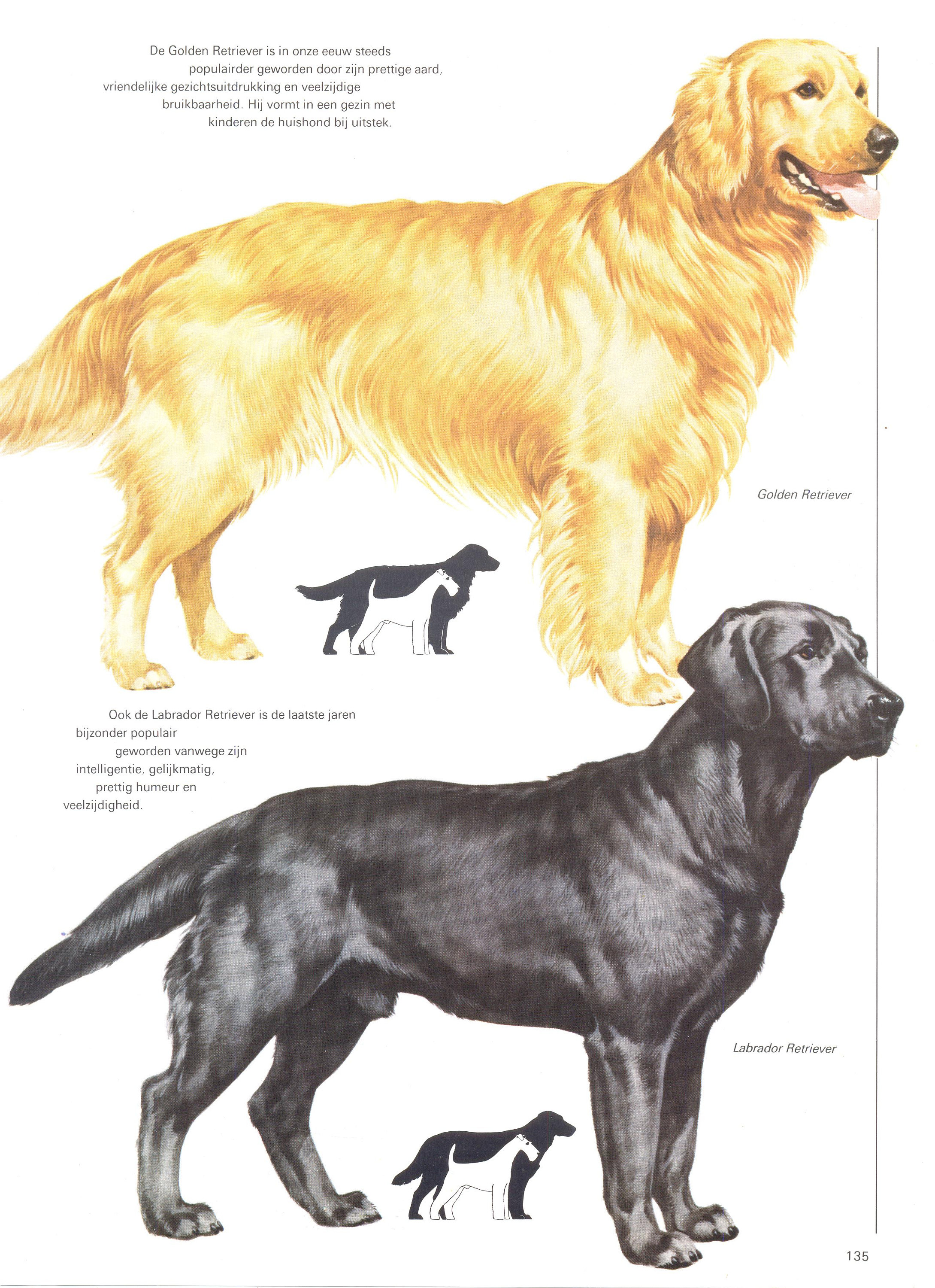 American Golden Golden Retriever Full Breed American Kennel Club