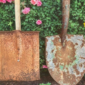 May include: Two vintage garden shovels with wooden handles and rusty metal blades. The shovel on the left has a square blade, while the one on the right has a rounded blade. The background features green foliage and pink flowers.