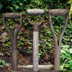 Puede incluir: Tres palas de jardín antiguas con mangos de madera y hojas de metal desgastadas. Los mangos son de color marrón claro, y las hojas muestran signos de edad y uso. Las palas están dispuestas en fila contra un fondo de follaje verde.