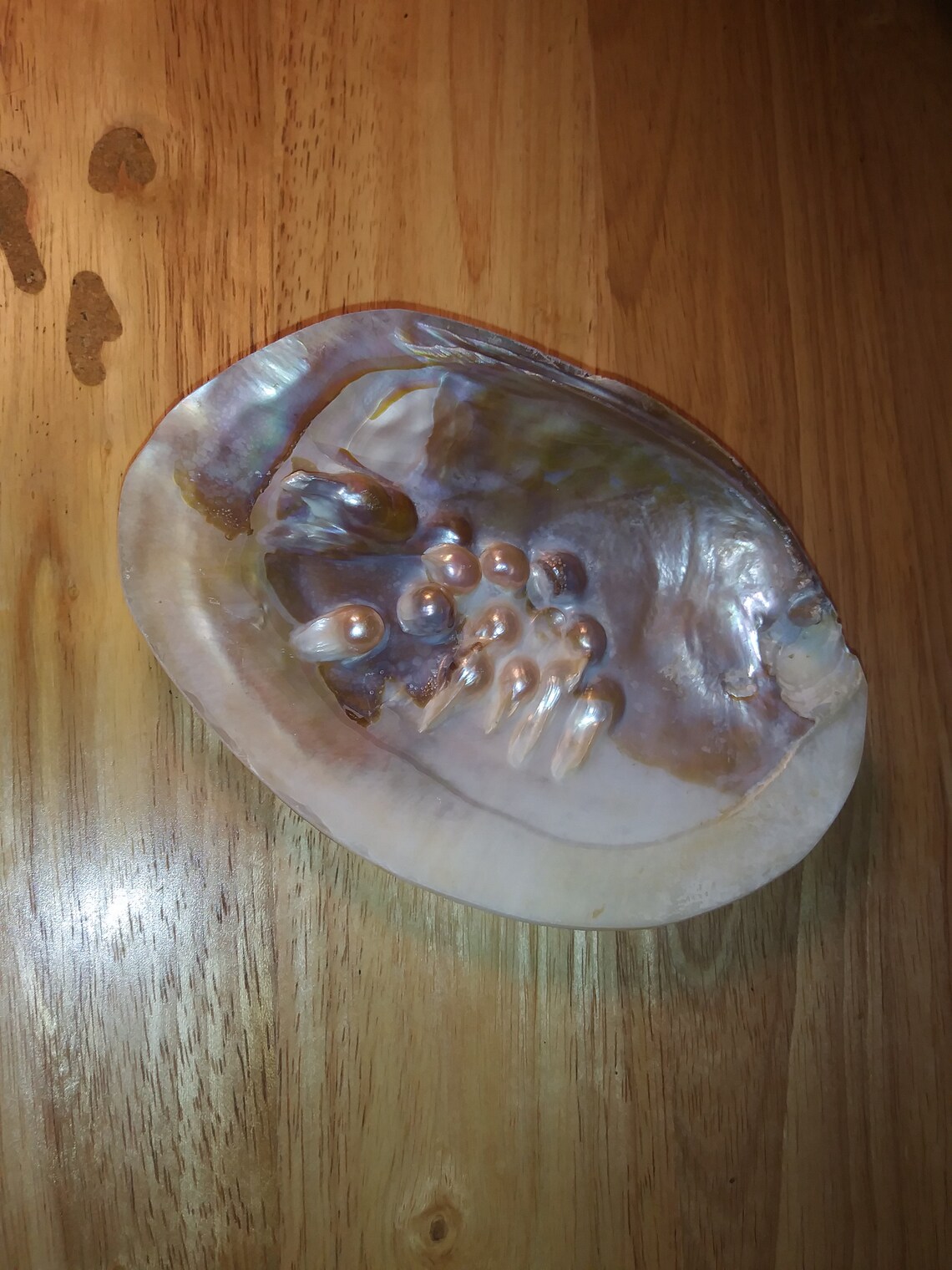 Mother of pearl freshwater clam shell with real pearls Etsy