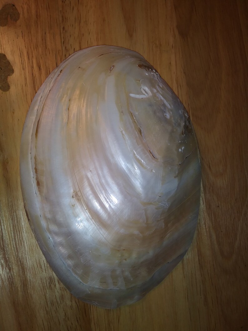 Mother of pearl freshwater clam shell with real pearls Etsy