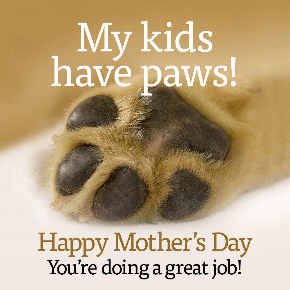 The happy hotsell dog paw