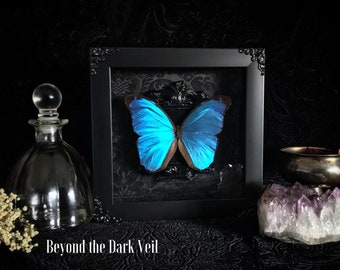 Victorian Blue Morpho Shadow Box, Butterfly Taxidermy, Butterfly Art, Real Butterfly, Framed Butterfly, Taxidermy Art, Gothic