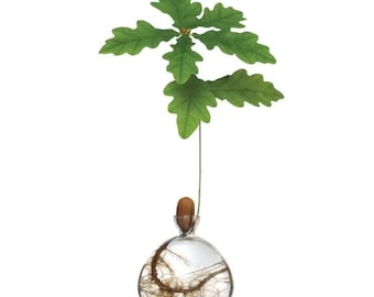 Acorn Vase Seed Holder Jar, Grow Your Own Oak Tree Seed in a Glass Vessel, Germination Starter