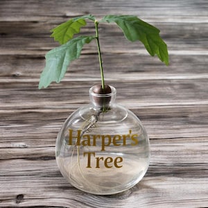 Puede incluir: Un pequeño roble en un jarrón de cristal transparente. El jarrón tiene la inscripción dorada "Harper's Tree". El plantón tiene hojas verdes y raíces visibles. El fondo es una superficie de madera.