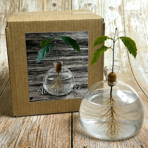 Boxed Acorn Avocado Vase Seed Holder, Jar Only, Grow Your Own Oak Tree Seed, Vessel, Germination Starter, Clear, Green, Blue, Pink, Yellow