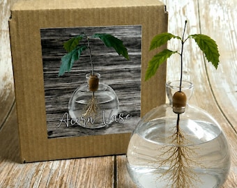 Boxed Acorn Avocado Vase Seed Holder, Jar Only, Grow Your Own Oak Tree Seed, Vessel, Germination Starter, Clear, Green, Blue, Pink, Yellow