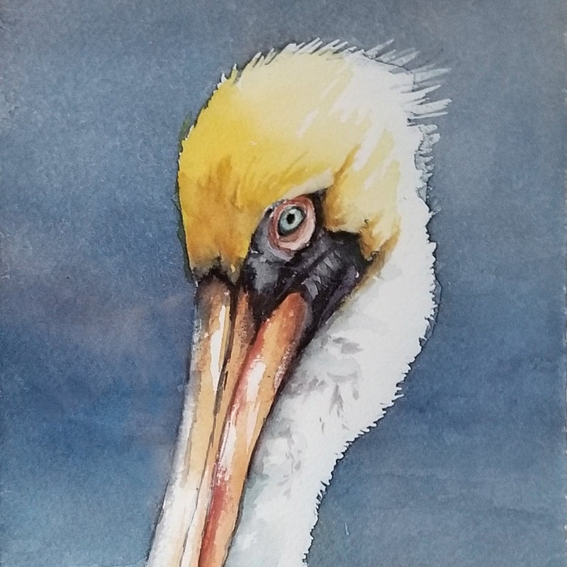 Pelican Watercolor - Etsy