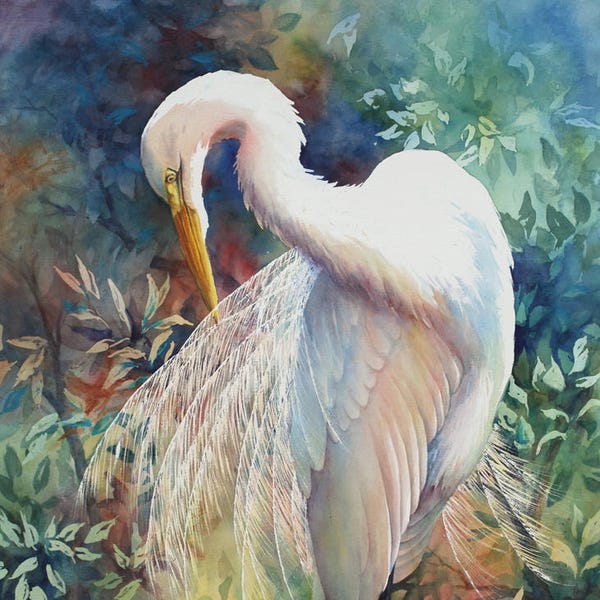 Grande aigrette, aigrette préflière, aquarelle d’oiseau des marais de Louisiane