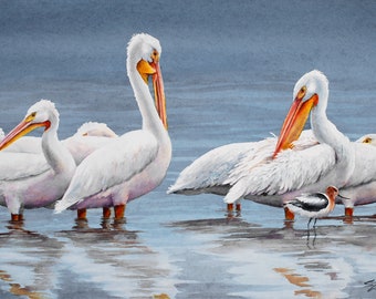 White pelicans, avocet, coastal birds watercolor print