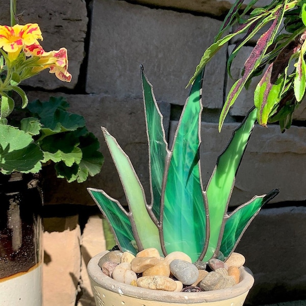 Stained Glass Aloe Vera Plant