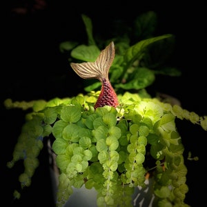 Mermaid Tail Garden/plant Stake