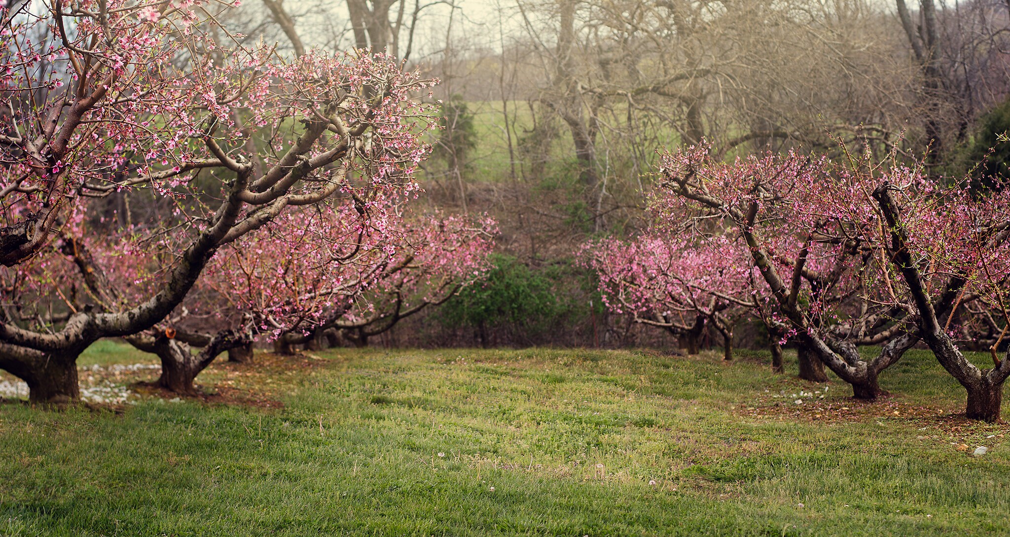 Cherry Blossom Lane Digital Backdrop Etsy
