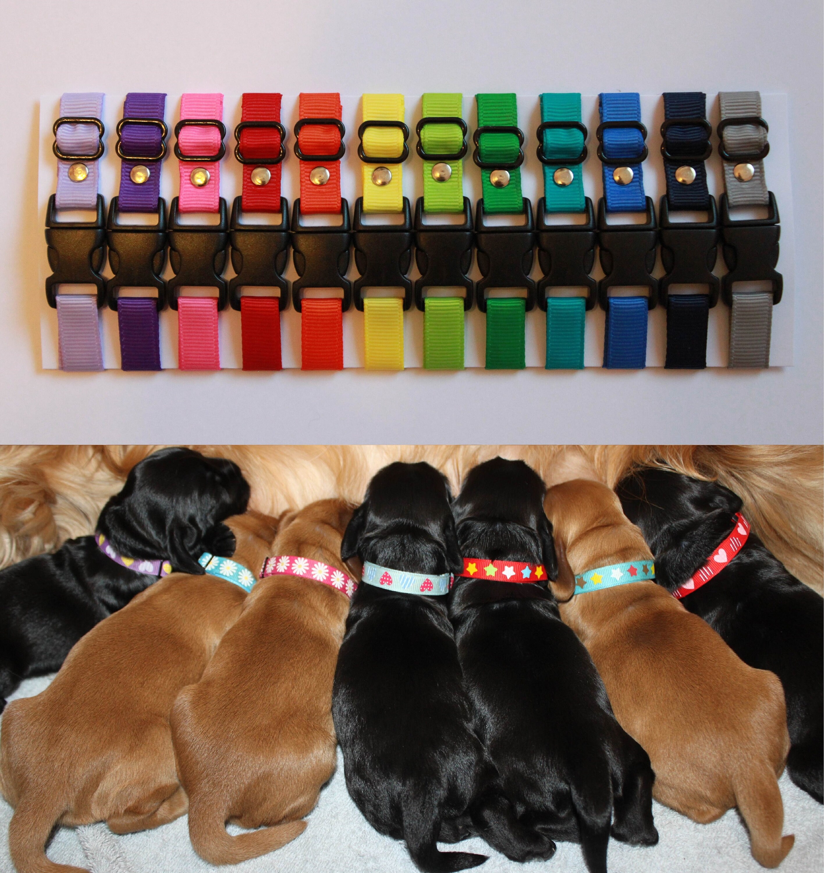 Adjustable Puppy ID Whelping Collars Plain Great for litters Etsy