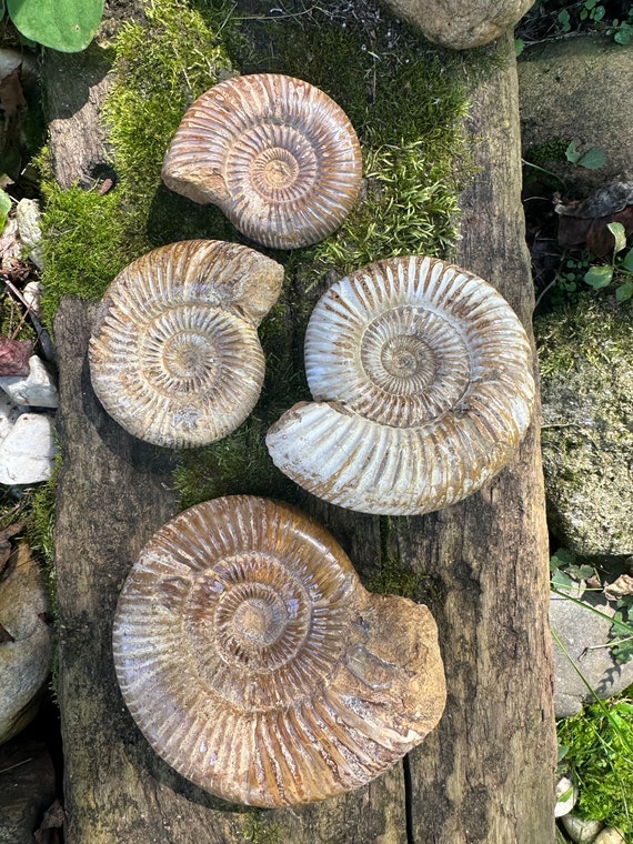 Natural Ammonite Fossil Feng Shui Home Decor Natural Minerals Gifts For Rock Lovers Gifts for Collectors