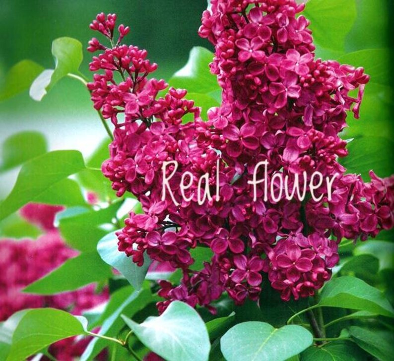 Cold porcelain Lilac bush/Real touch flowers/Polymer Clay Etsy