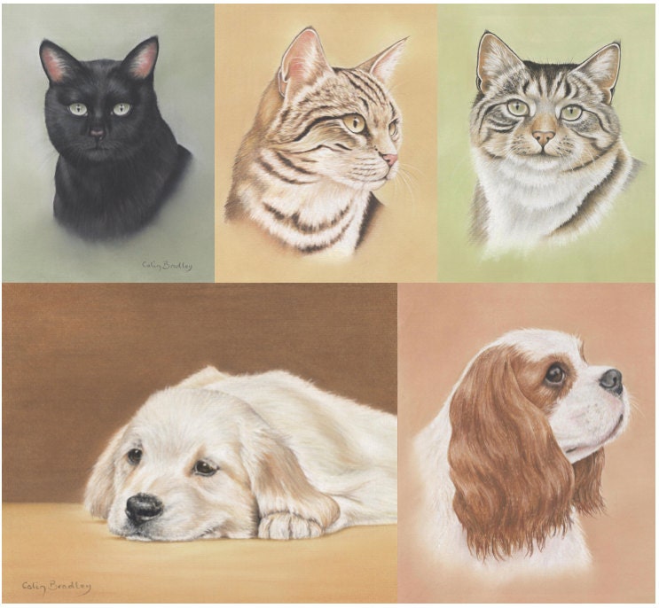 Pet Portraits Drawing Pack Etsy