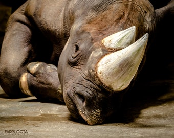 Rhino Print Picture | Zoo Photo | African Decor | Animal Decor | Rhinoceros Image | Safari Animal | Wildlife Photography | Masculine Decor