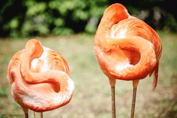 Rosa Imagen De Lona Pared Arte Agudos Flamencos Impresion