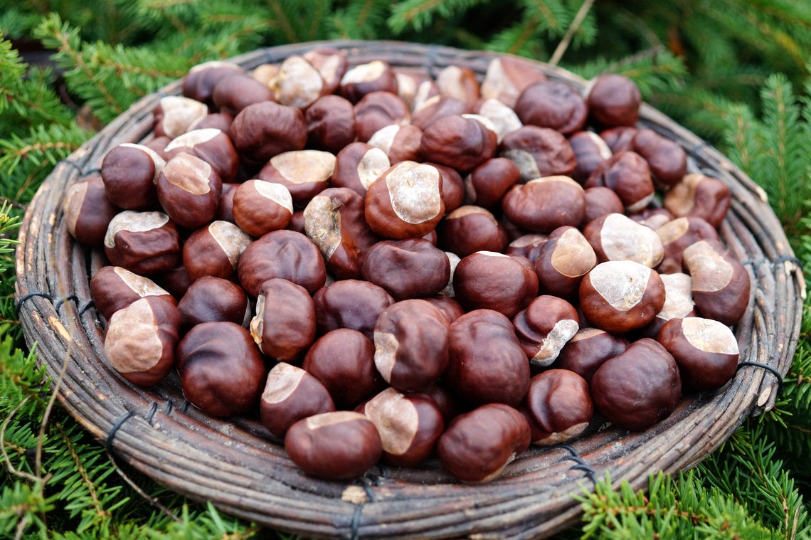 Chestnuts Real Dried Chestnuts Set of 50 Chestnuts. Natural Etsy