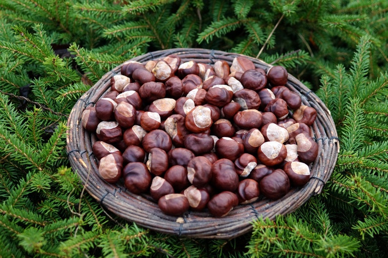 Chestnuts Real Dried Chestnuts Set of 50 Chestnuts. Natural Etsy