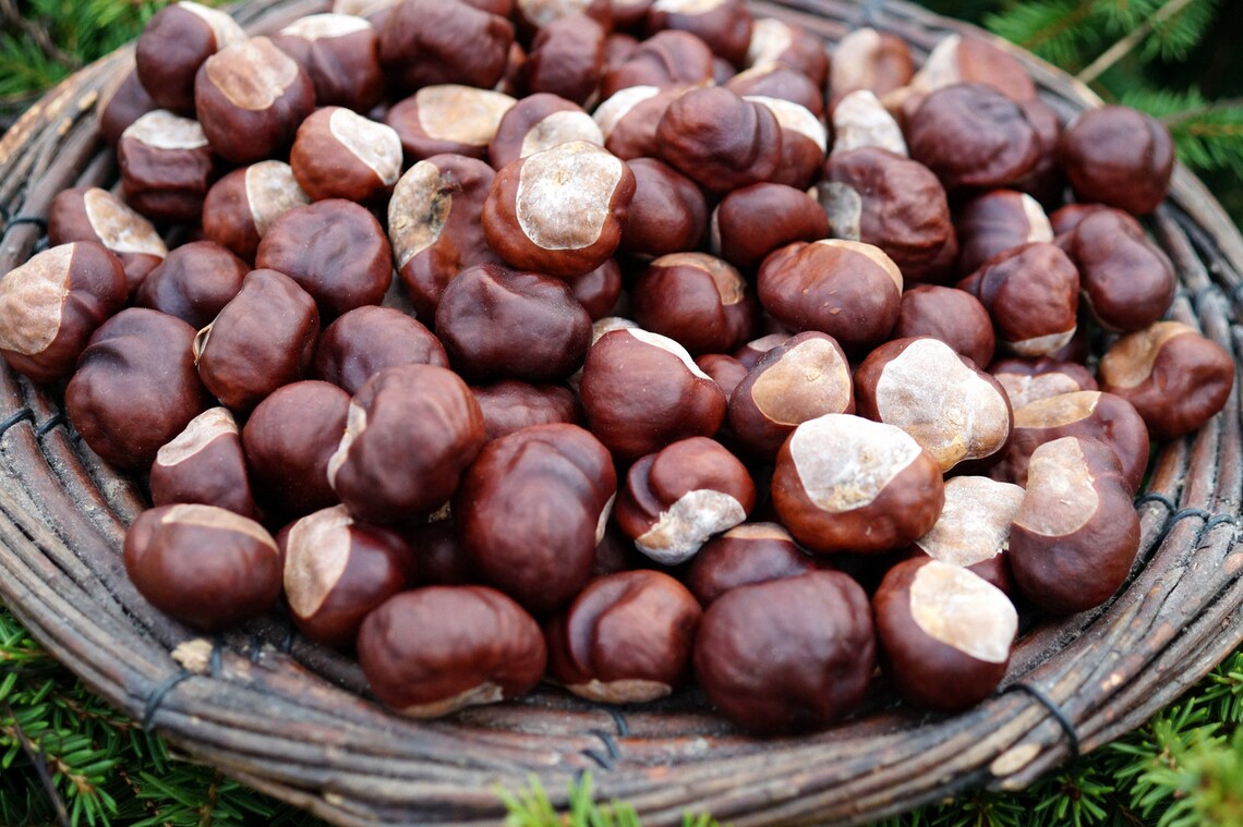 Chestnuts Real Dried Chestnuts Set of 50 Chestnuts. Natural Etsy