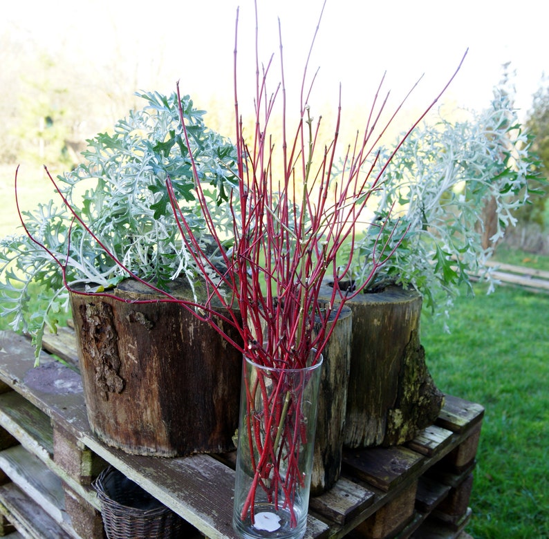Bundle of Red Dogwood Twigs Wedding Decor Christmas decor Etsy