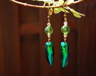 Handmade Earrings made of Jewel Beetle Wings in Bronze with Glass Beads, Natural Green Blue Elytra Jewelry, Natural Product Jewelry,