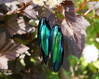 Leichte Ohrringe aus Juwel Käfer Flügeln in Bronze, Natürliche Grün Blauer Elytra Schmuck, Handgemachter Naturprodukt Schmuck, Sternocera