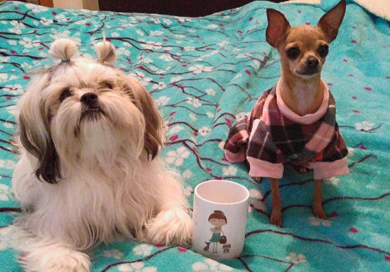 K&ouml;nnte beinhalten: Zwei Hunde, ein wei&szlig;er Shih Tzu mit Haarb&auml;ndern und ein brauner Chihuahua, der einen rosa-schwarzen karierten Pullover tr&auml;gt, sitzen auf einer t&uuml;rkisblauen Decke mit wei&szlig;em Blumenmuster. Eine wei&szlig;e Keramiktasse mit einem Cartoon-M&auml;dchen-Design steht im Vordergrund.