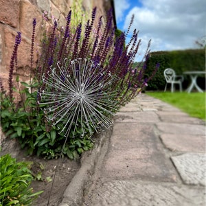 A Fairy Wish / Dandelion image 4