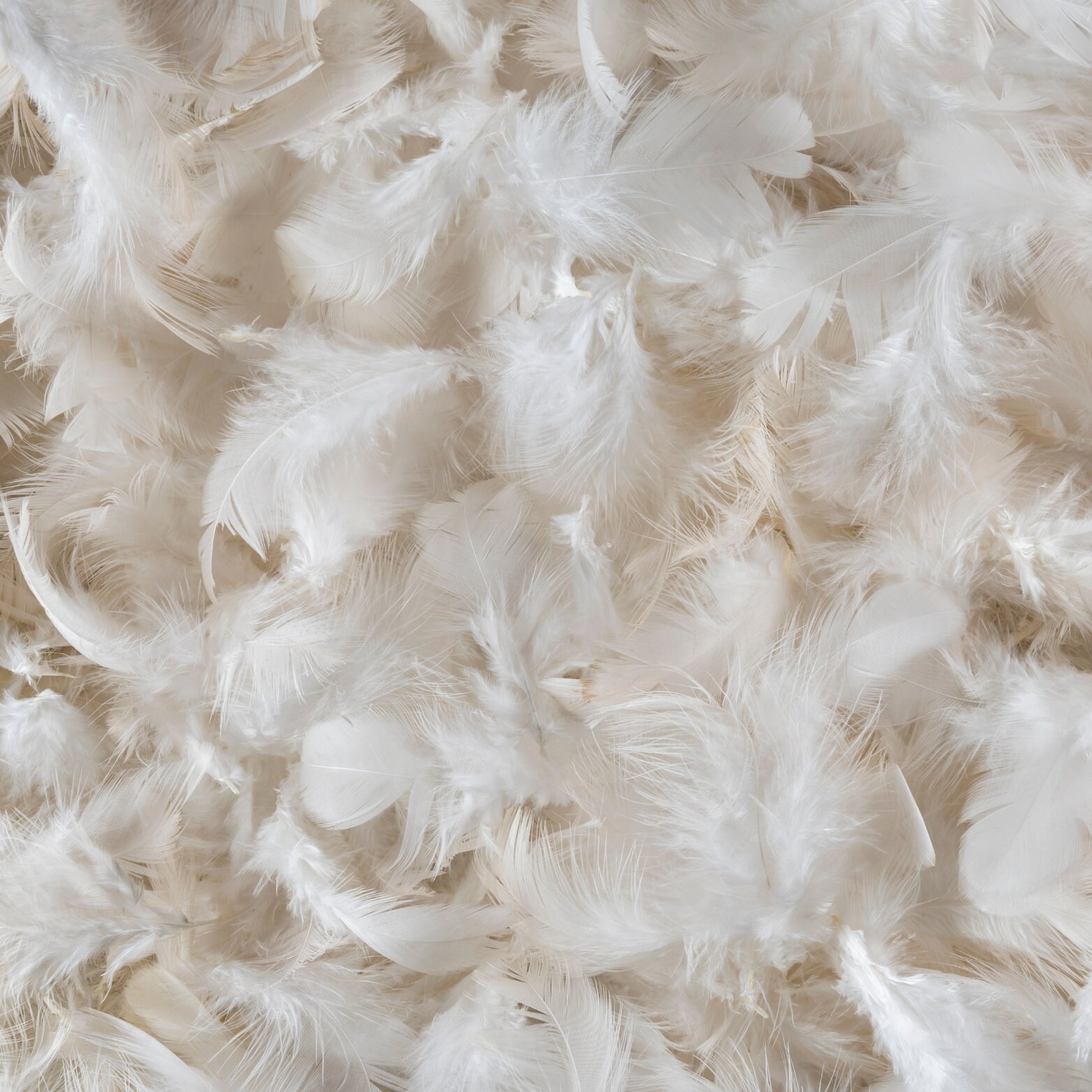 Dream Solutions USA Bulk Goose Down Pillow Stuffing - Filling Feathers -  10/90 White (1/2 LB) - Fill Stuffing Comforters, Pillows, Jackets and More  