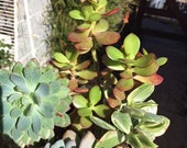 Succulent Assortment 4 Plant Arrangement Sedeveria, Jade 7 quot Tall 7 quot Wide Rooted You will receive the plants from the pictures 8Y