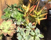 Succulent Assortment 4 Plant Arrangement Sedum, Graptosedum,Aeonium 7 quot Tall 8 quot Wide Rooted You will receive the plants from the pictures 3P