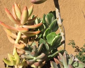Succulent Assortment 4 Plant Arrangement Sedum,Crassula,Graptosedum 6 quot Tall 5 quot Wide Rooted You will receive the plants from the pictures 1G