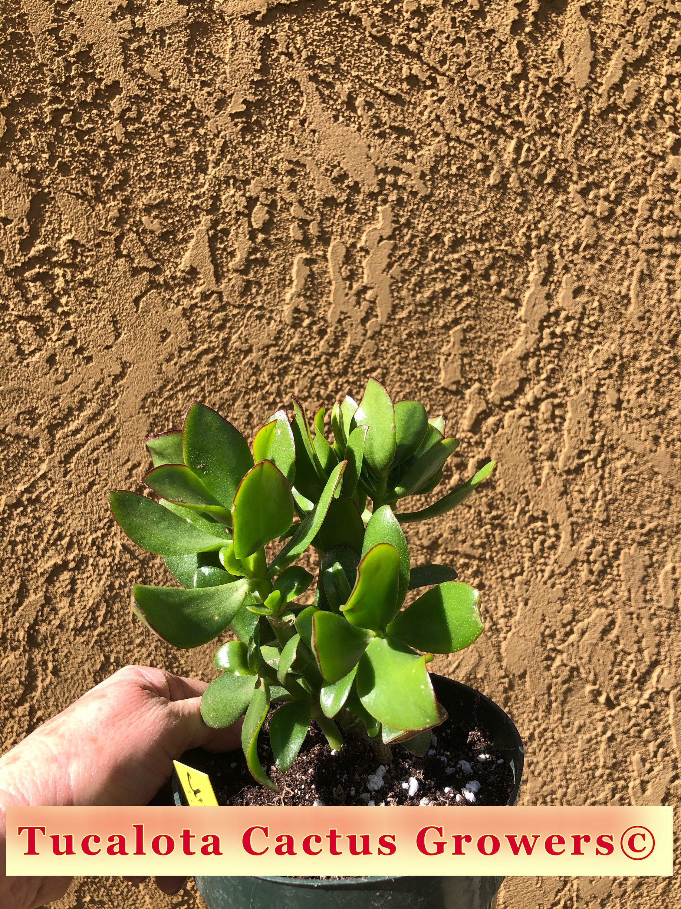 Crassula Ovata obliqua Propeller Jade 7T 7W 6Y Cactus Etsy