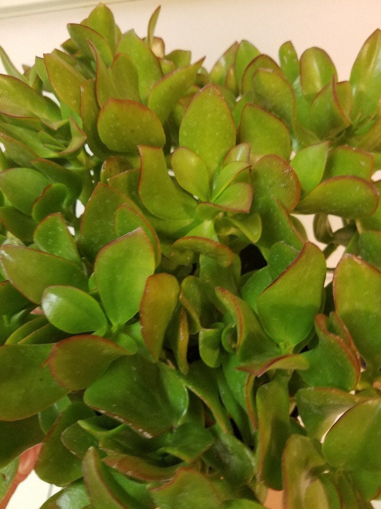 Crassula Ovata obliqua Propeller Jade 7T 7W 6Y Cactus Etsy