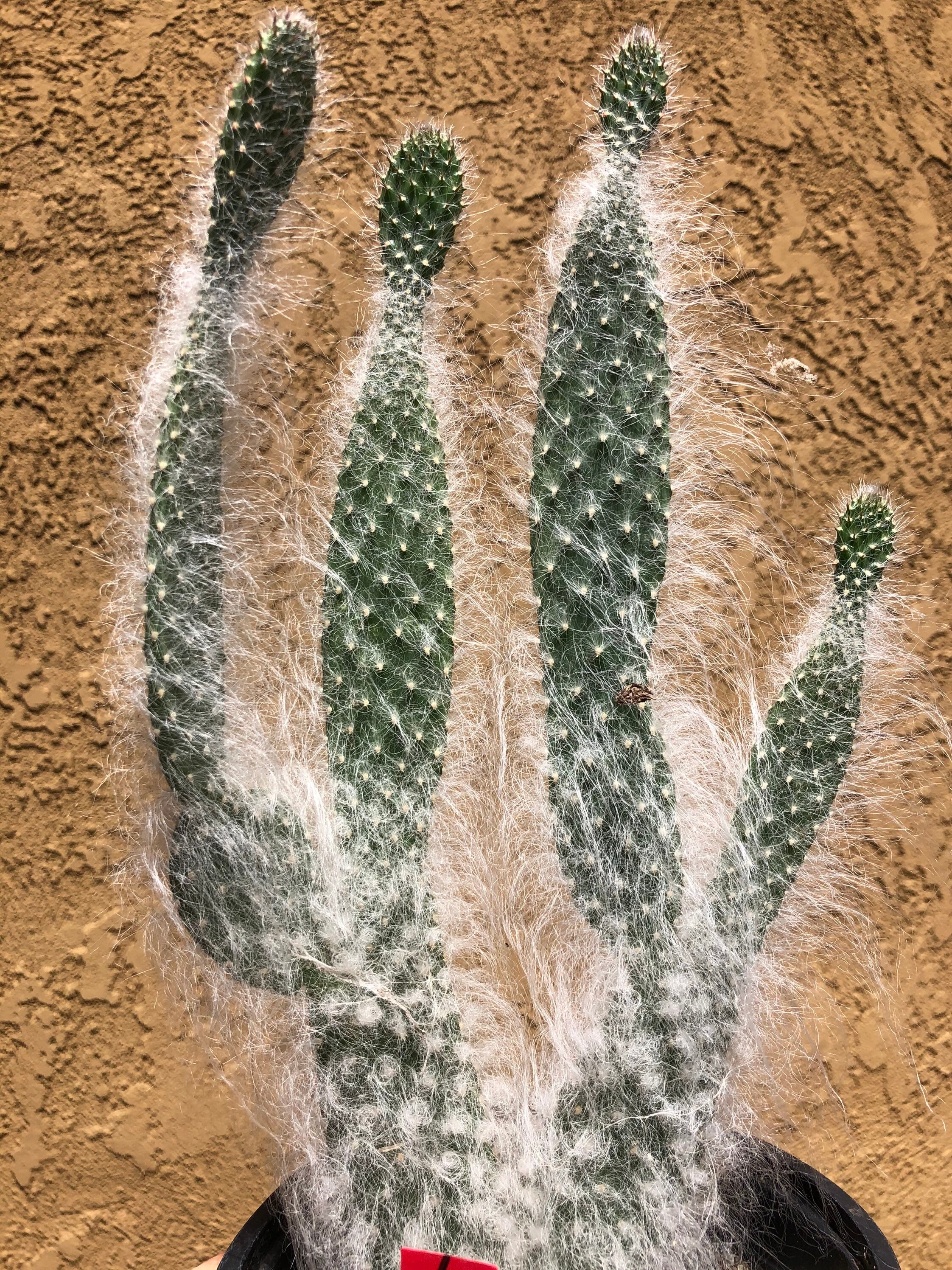 Opuntia erinacea ursine Snow Ponytail 5.5"T #4P