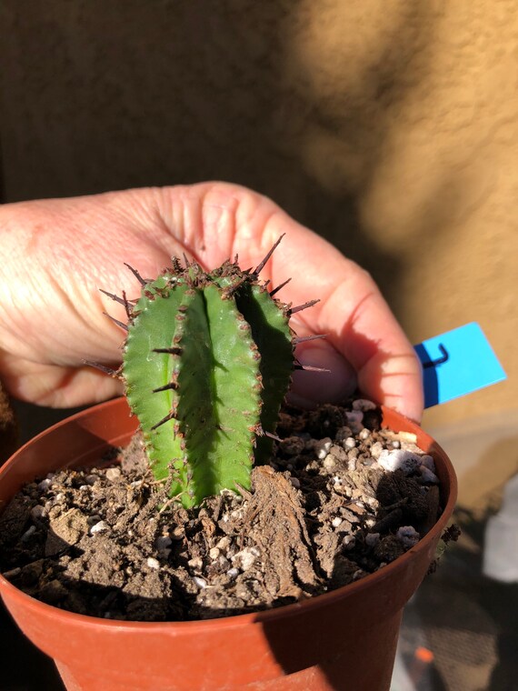 Euphorbia Anoplia Grey Tanzanian Zipper 3t 7b Cactus Etsy India