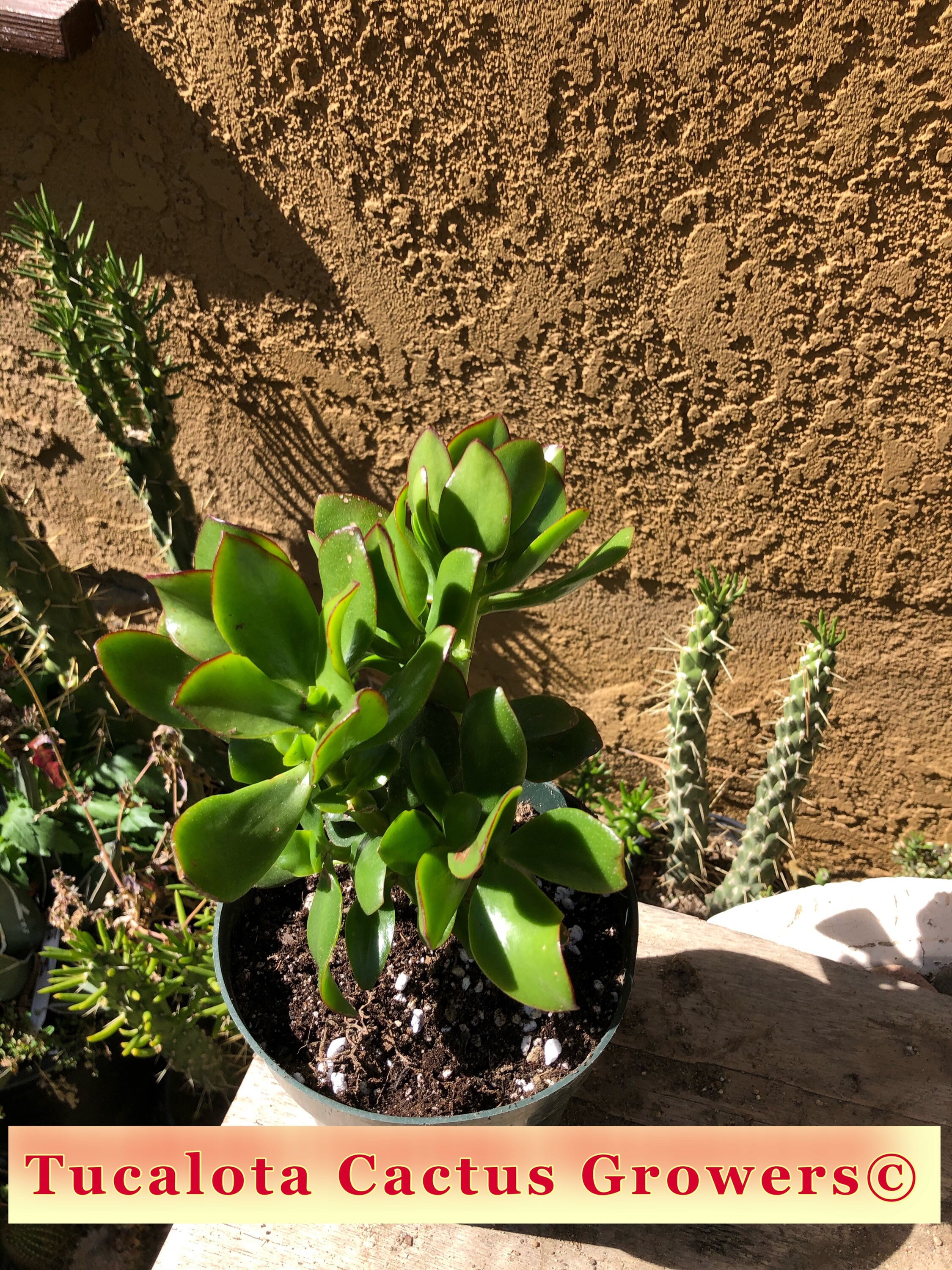 Crassula Ovata obliqua Propeller Jade 7T 7W 6Y Cactus Etsy