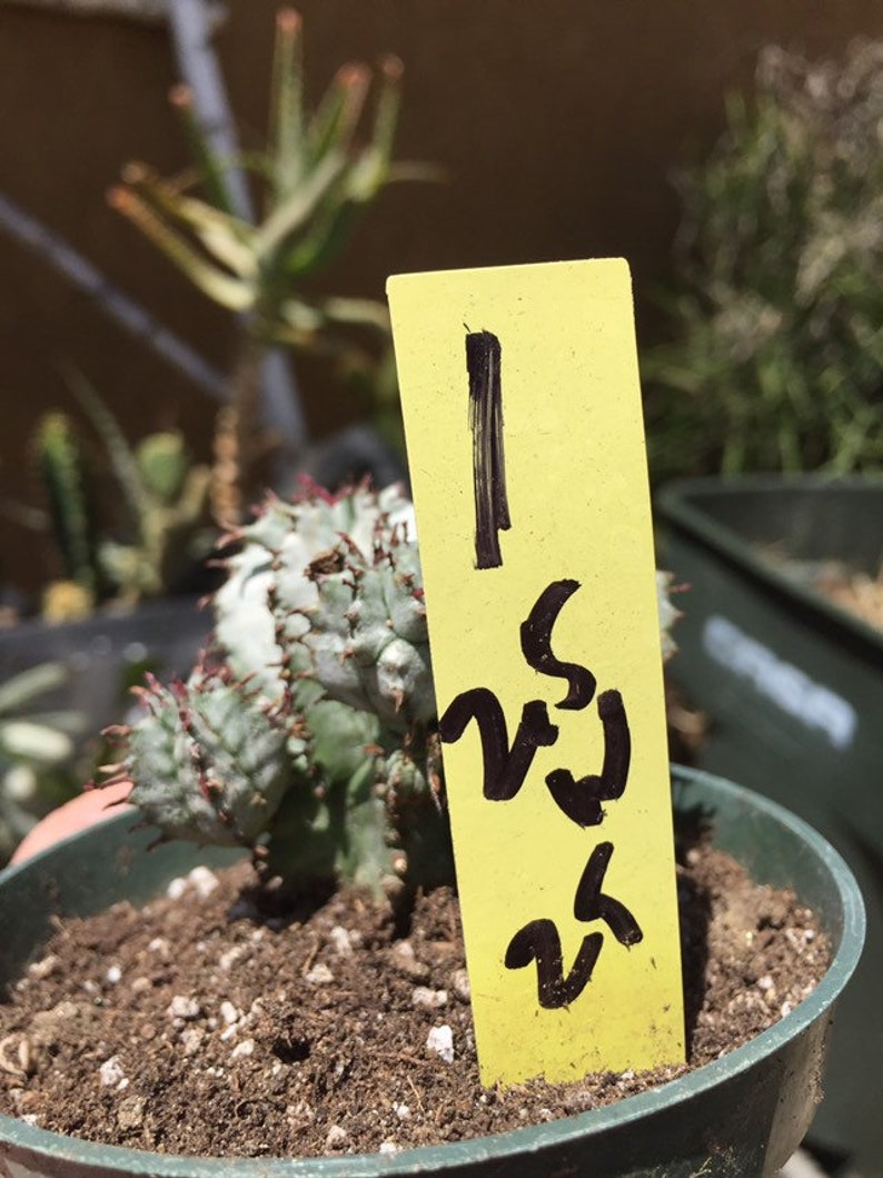 Euphorbia anoplia Grey Tanzanian Zipper 2 Tall 2.5 Wide Rooted Plant You will receive the plant from the pictures #1Y
