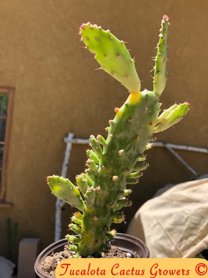 Opuntia monacantha Joseph/'s Coat 9Tall Cactus Rooted You will receive the plant from the pictures #6B