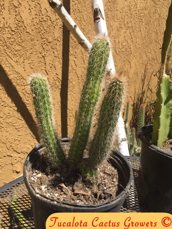 Echinocereus~ pensilis Great Hanging Basket Type Cactus Rooted 9.5 Tall Three Cactus You will receive the plant from the pictures #1P