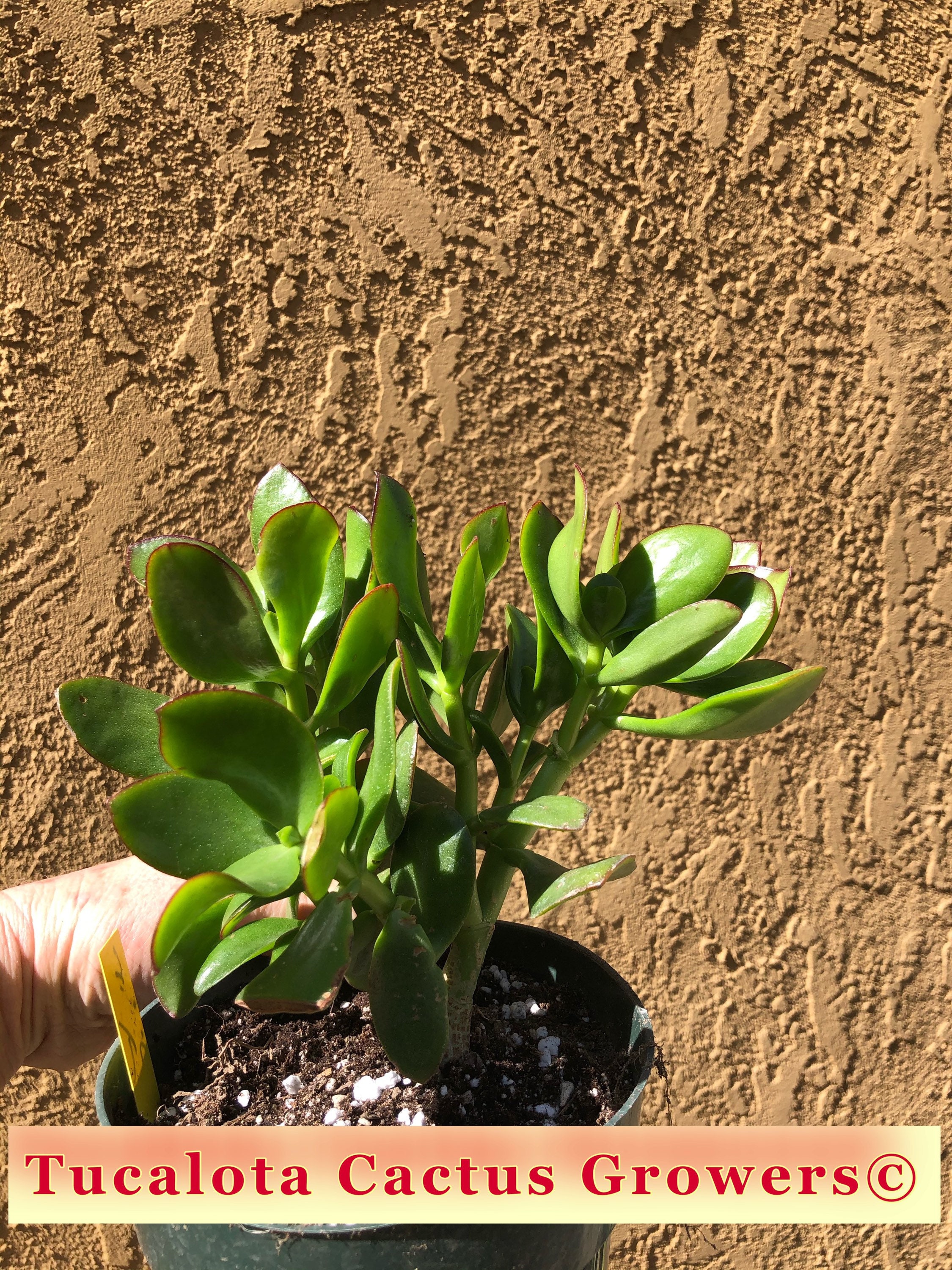 Crassula Ovata obliqua Propeller Jade 7T 7W 6Y Cactus Etsy