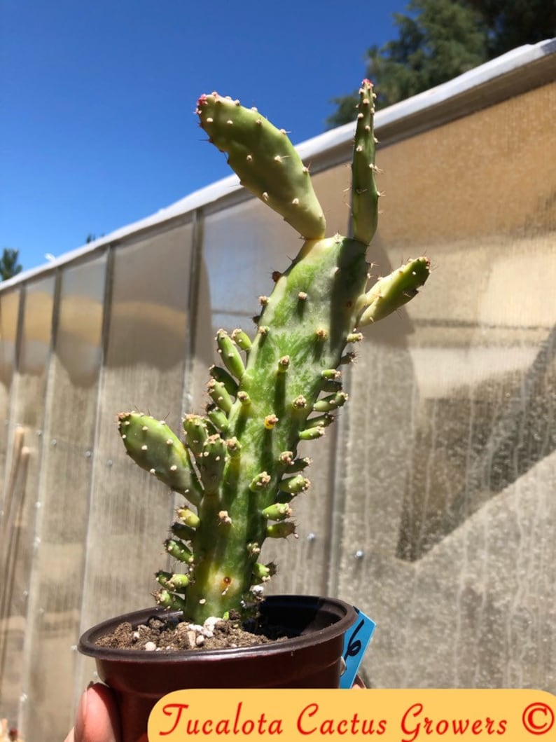 Opuntia monacantha Joseph/'s Coat 9Tall Cactus Rooted You will receive the plant from the pictures #6B