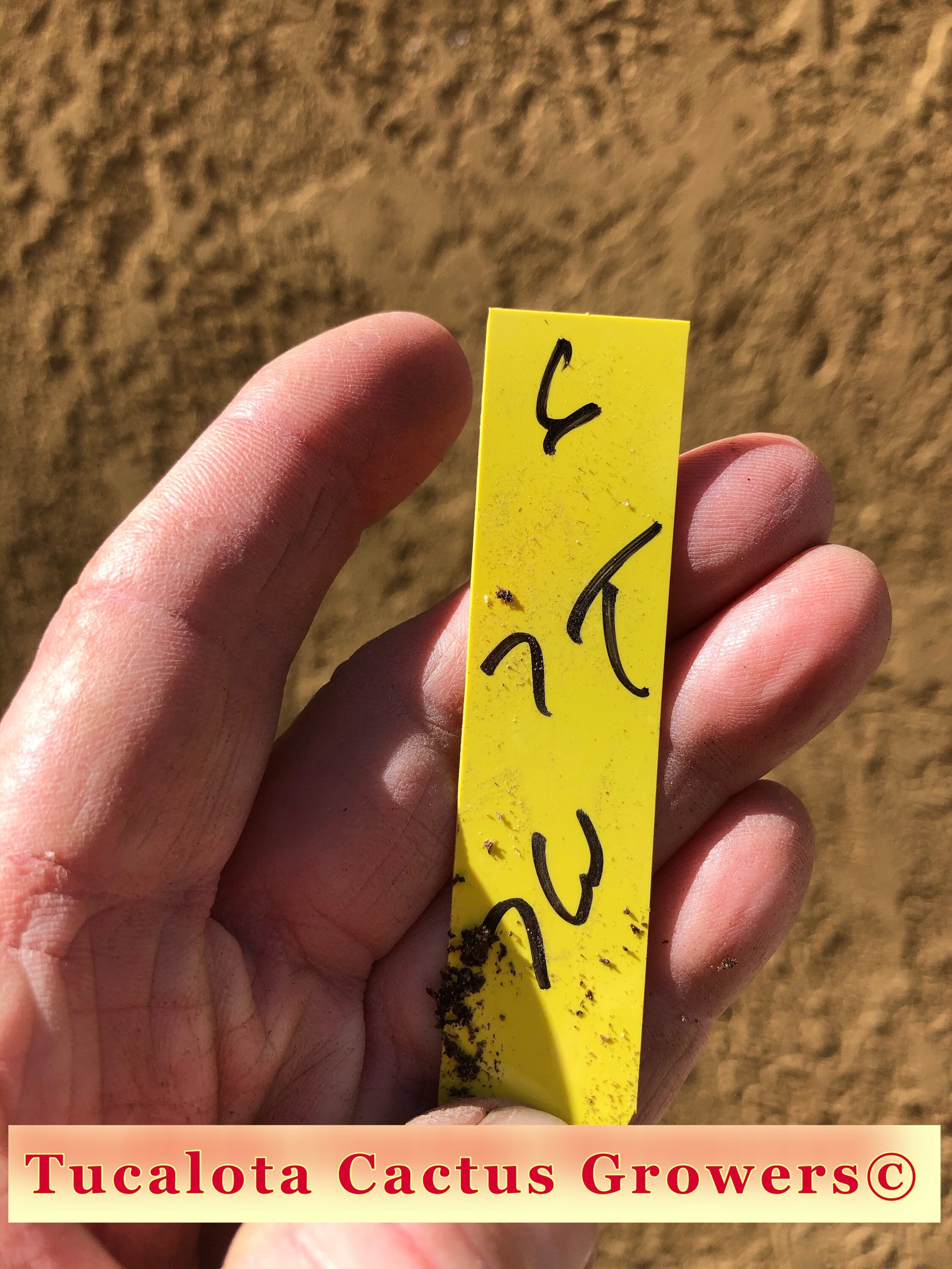 Crassula Ovata obliqua Propeller Jade 7T 7W 6Y Cactus Etsy