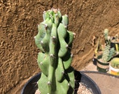 Cereus Peruvianus Monstrose 9 Tall 1Y Cactus