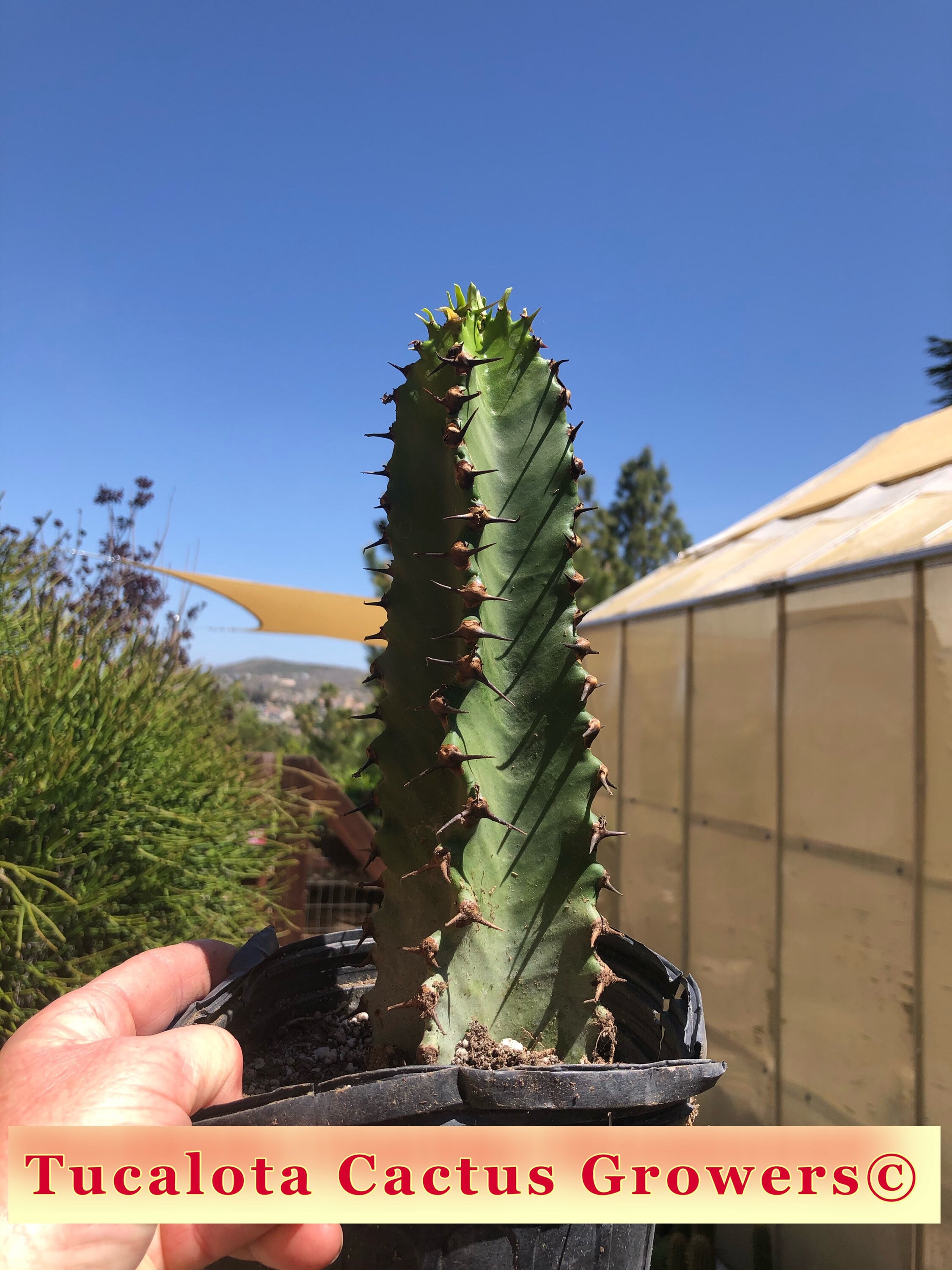 Euphorbia Ingens Chocolate Drop 11t 3b Cactus Etsy Singapore